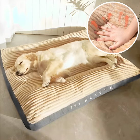 Coussin chien | Douillet - Paradis de Chien