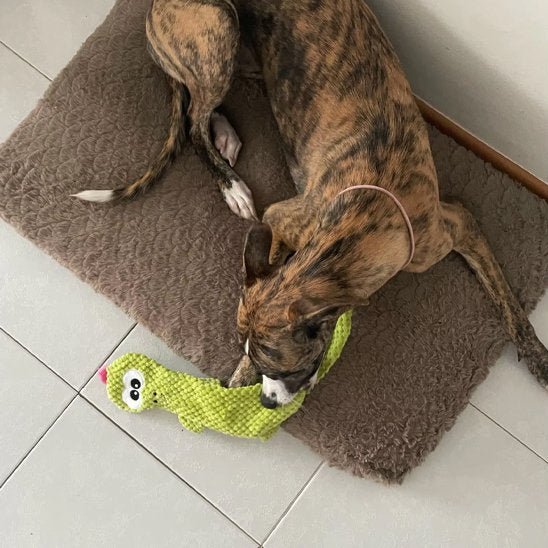 Jouet pour chien | Intelligence & Résistance - Paradis de Chien