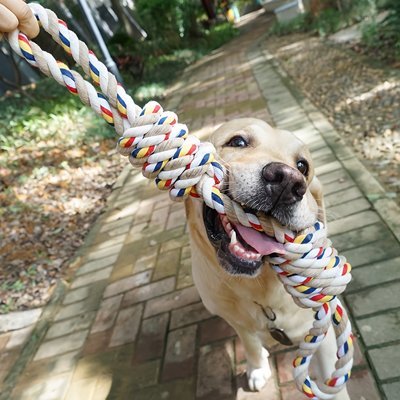 Jouet pour chien | Résistant et Stimulant - Paradis de Chien