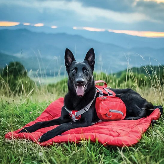 Lit de camp pour chien | Confort Nomade - Paradis de Chien