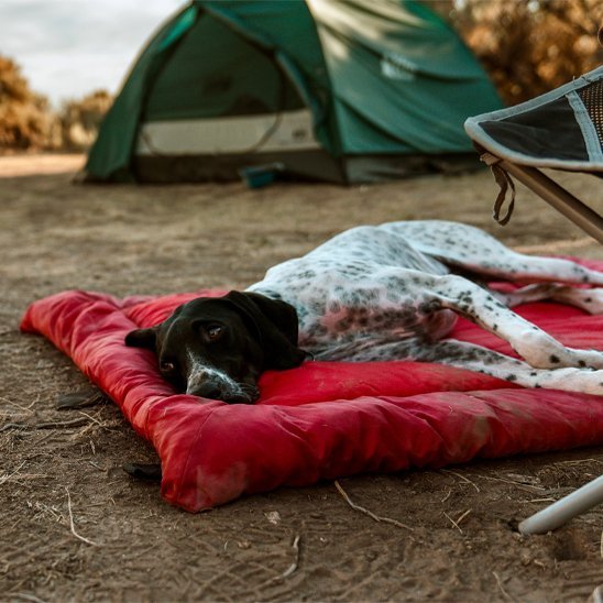Lit de camp pour chien | Confort Nomade - Paradis de Chien
