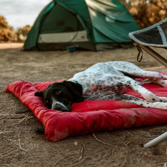 Lit de camp pour chien | Confort Nomade - Paradis de Chien