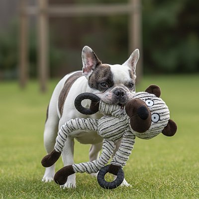 Peluche pour chien | Ultra - Résistante - Paradis de Chien