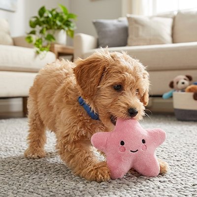 Peluche pour chien | Ultra - résistante - Paradis de Chien